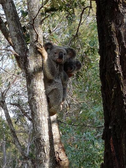 Bear cane australiana 